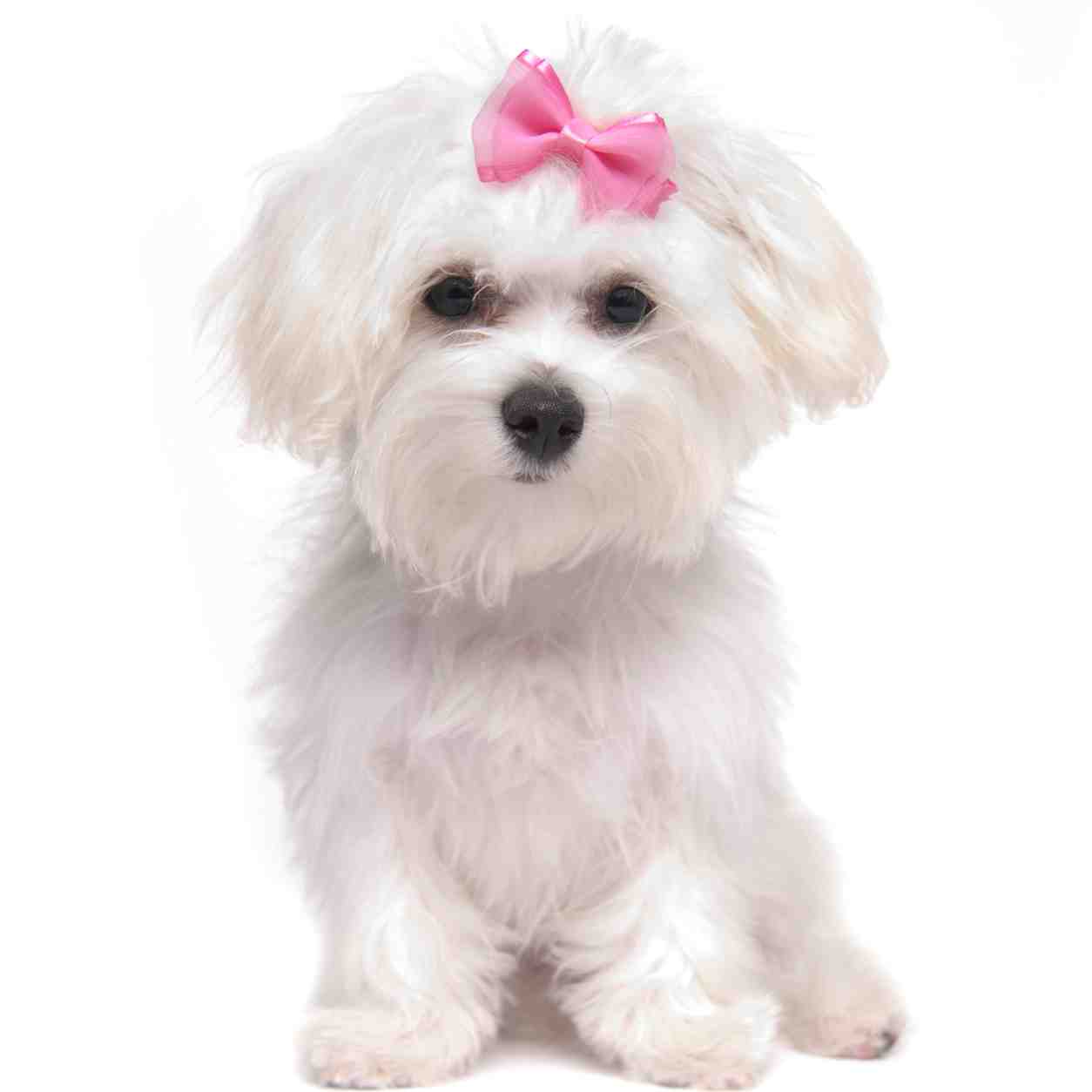 Maltese small dog breed