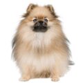 Pomeranian small dog breed