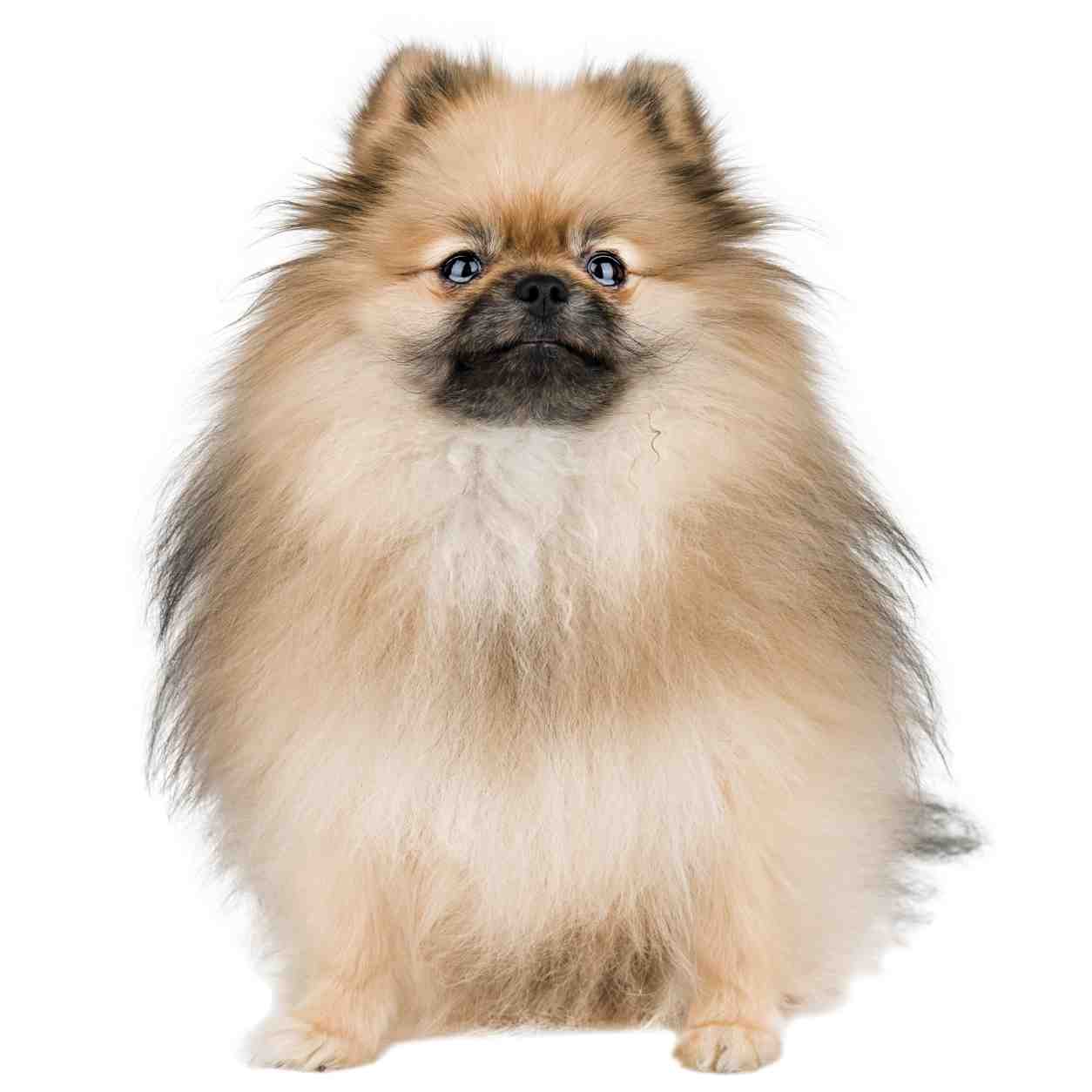 Pomeranian small dog breed