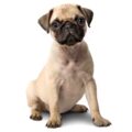 Pug small dog breed