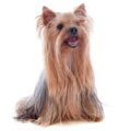 Yorkshire Terrier small dog breed