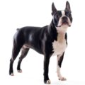 Boston Terrier small dog breed